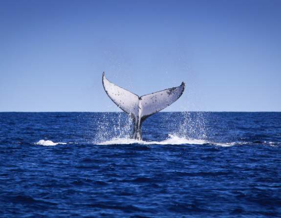 The tail of a humpback whale is raised out of the water, ready for a tail slap. Dampier Archipelago near Karratha Western Australia