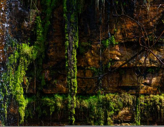 The image shows a cliff face, with water droplets flowing on the left side of the image and intensely coloured green plants contrasted against the brown rockface