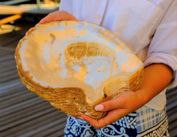 A large Pinctada Maxima oyster shell being held by a woman in Broome Western Australia.