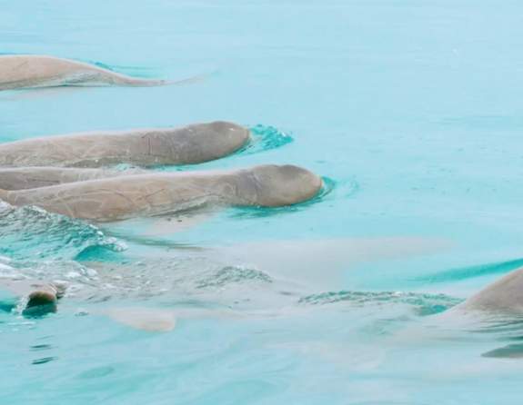 6 Snubfin Dolphins seen in the water in Roebuck Bay Broome.