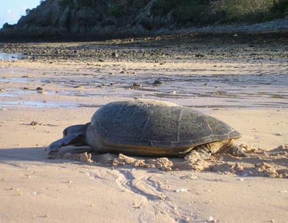 A turtle makes its way back to the water after nesting