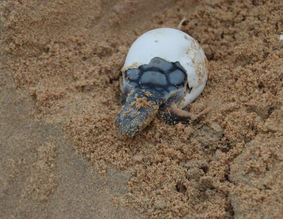 Turtle hatching from its shell at Eco Beach Wilderness Retreat Broome.