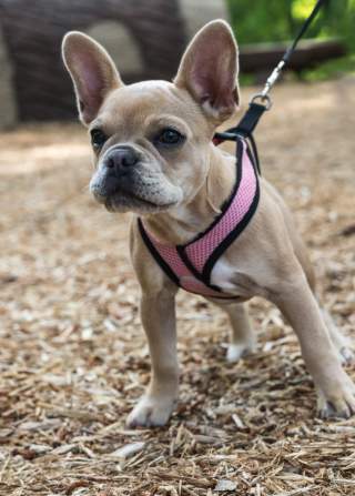 A young puppy on a leash tries to run and play at Dunnavant Valley Park on the soft mulch playground.