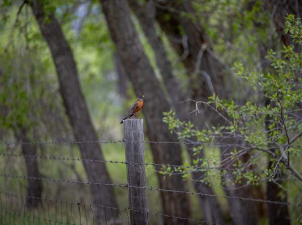 Wildlife Watching