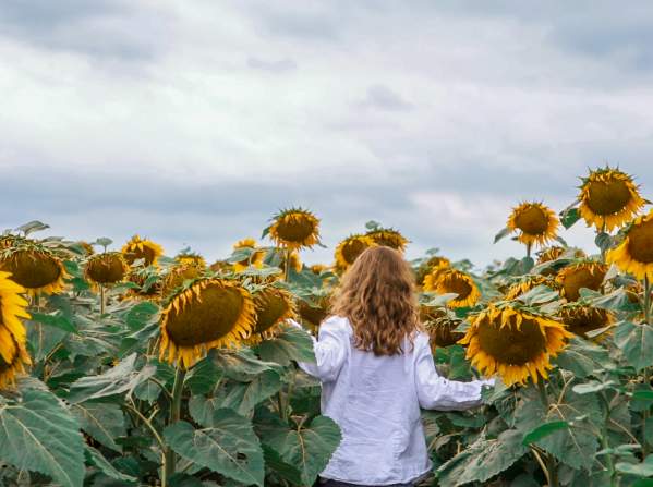 women walking into a sunflower field while in bloom