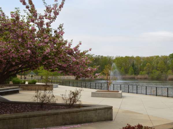 a tree with pink blossoms on a walkway next to water with a fountain in the water