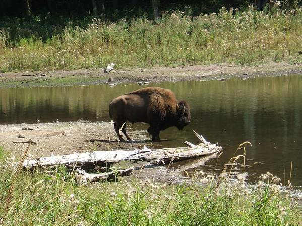 Northwest Trek grizzly Bison