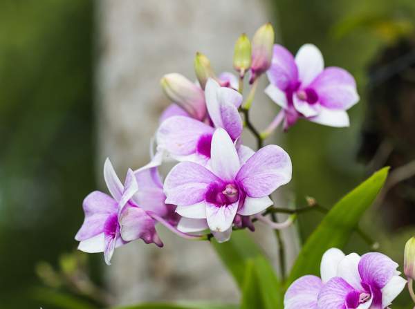 Blooms are in Vogue at This Year’s NYBG Orchid Show