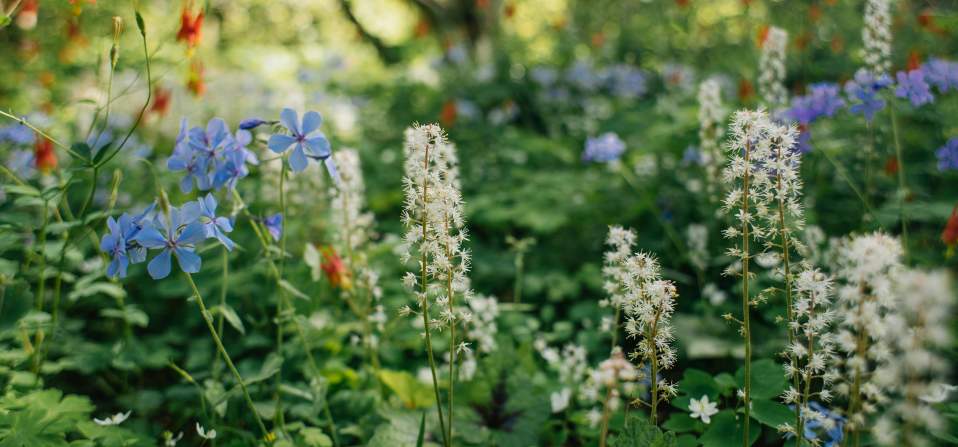 Mt Cuba Wild Flower Celebration