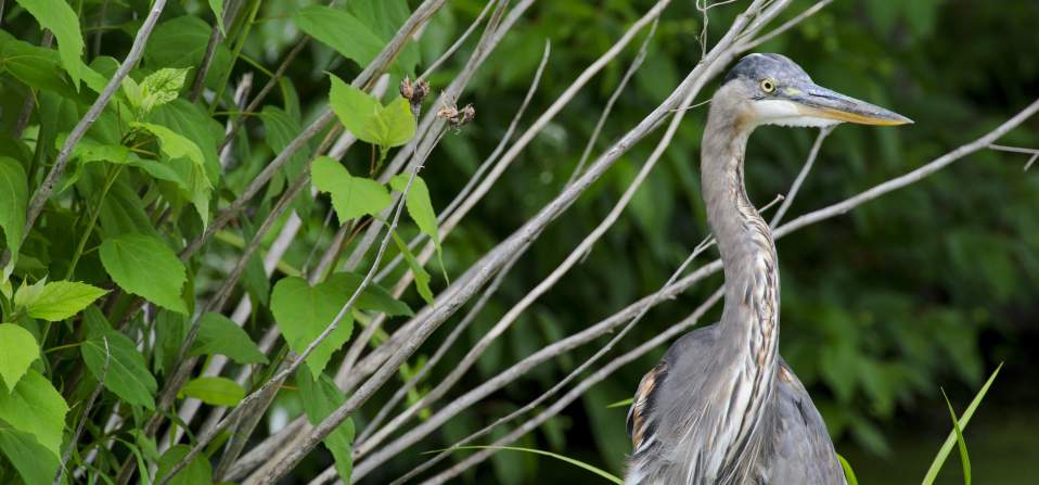 Bird at Bombay Hook