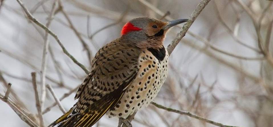 Ashland Nature Center