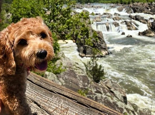 Dog Friendly Vacations In Northern