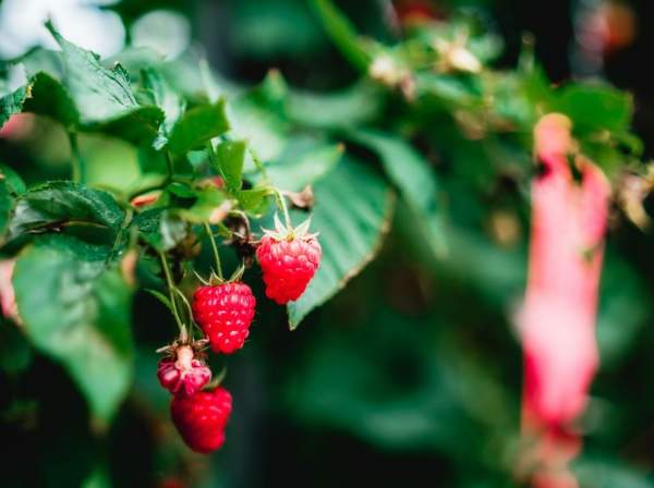 Raspberry