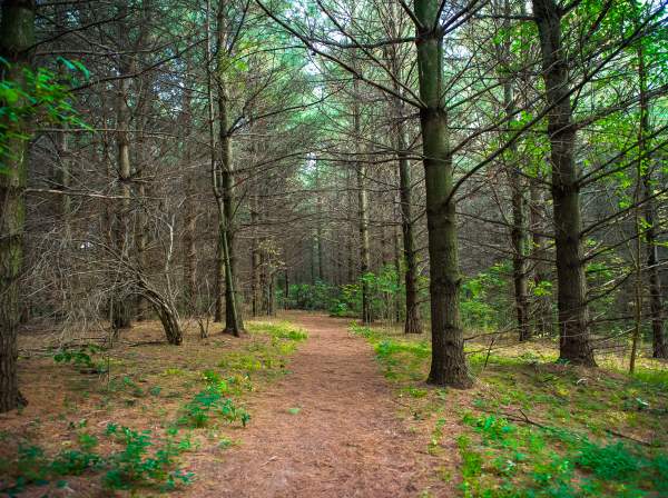 Pittock Park trail