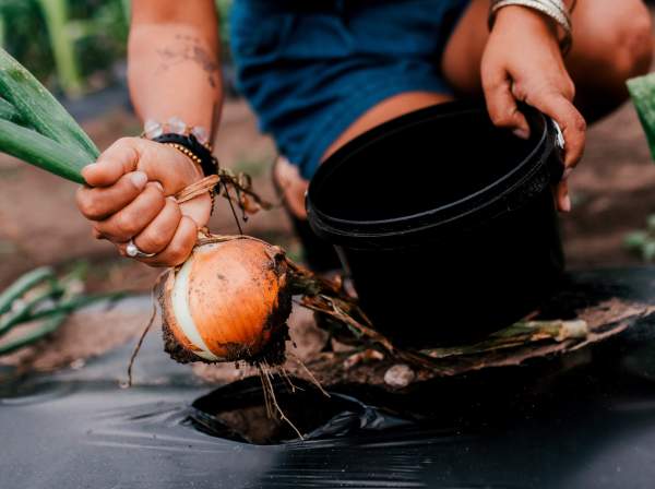 hearty vegetable picking
