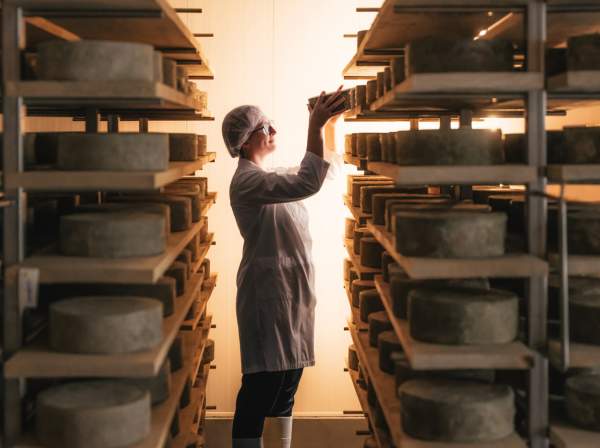 Cheesemaker in an aging room reaching for a cheese wheel