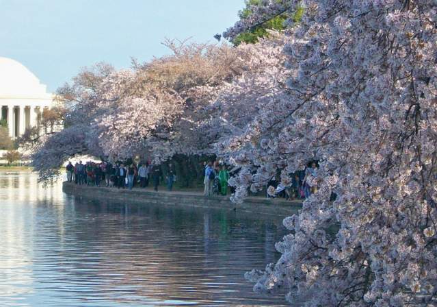 Had to take the Cherry Blossom - Washington Capitals