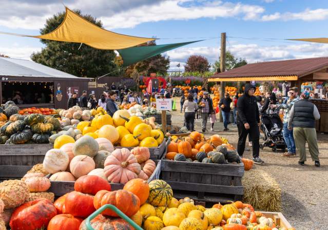Pumpkin Patches/ Squash at Cox Farm - Centreville - Fall