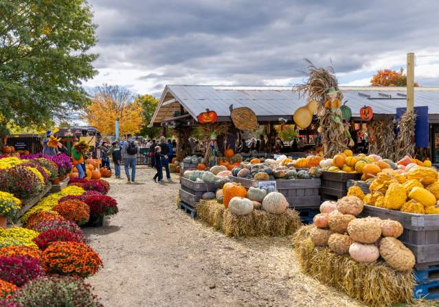 Cox Farms - 2023- Pumpkin Patches - Fall Festivals