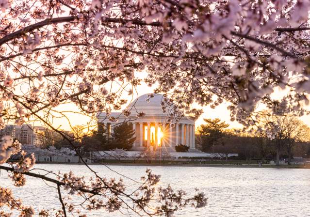 Thomas Jefferson Memorial during sunset with Cherry Blossom in front.