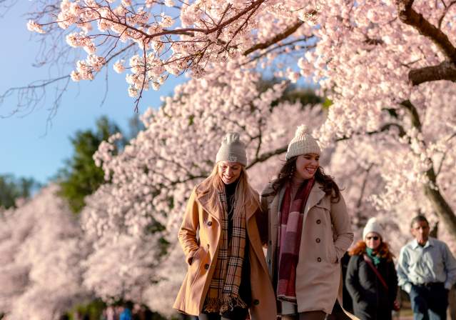 Girls - Cherry Blossoms Festivals - Spring/Winter - Washington DC