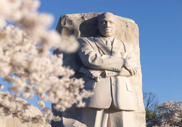 MLK Memorial with Cherry Blossom trees.