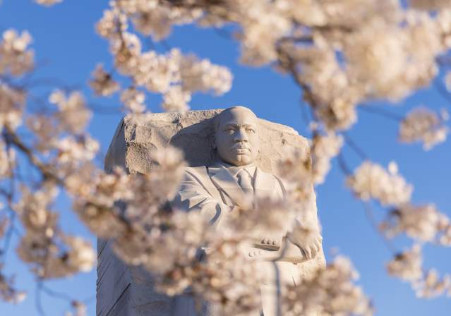 Martin Luther King, Jr. Memorial with Cherry Blossoms.