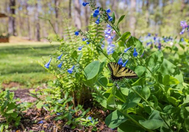 Bluebells flowers with a butterfly.