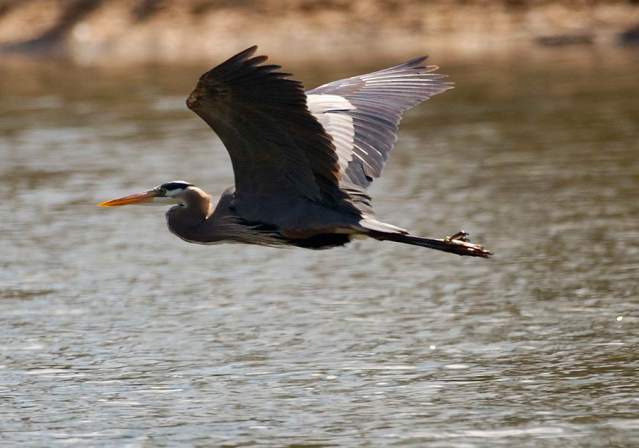 Birding & Bird Watching