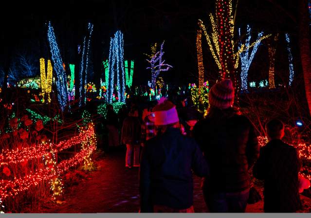 Crowd of people walking through Meadowlark Botanical Gardens at night with lights strewn on trees for the holiday season.