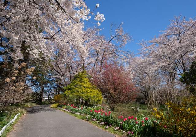 Path lined with flowers