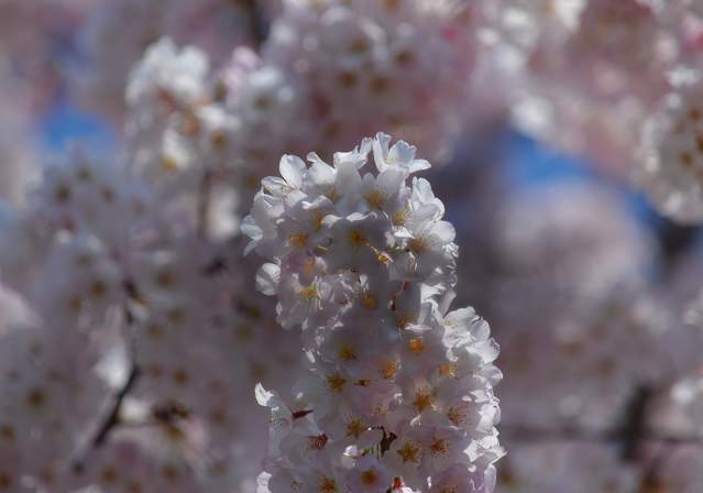 Cherry Blossom Festival - Meadowlark Botanical Gardens