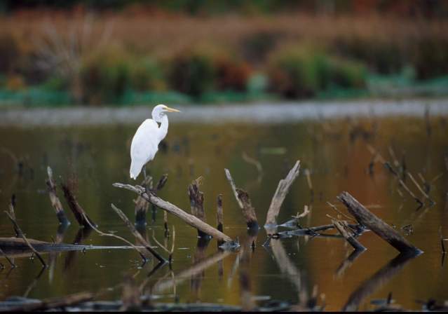 Huntley Meadows - Egret