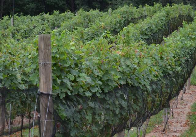 Paradise Springs Winery Vineyard