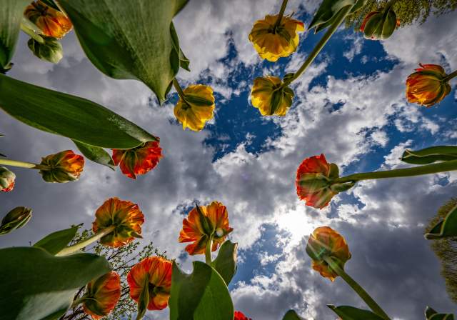 Paine Tulips