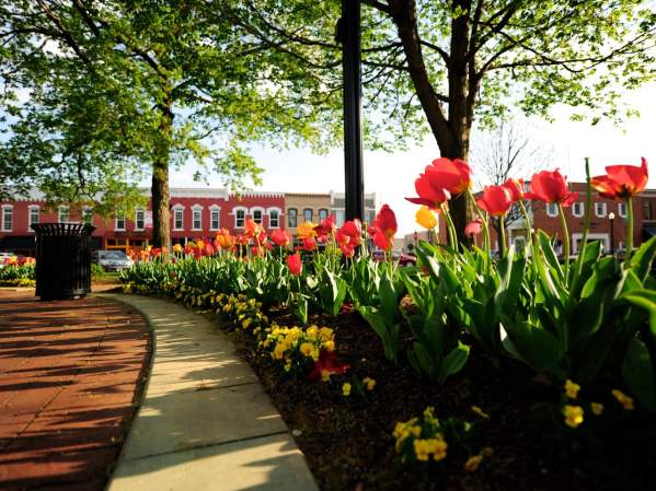 Downtown Square Flowers