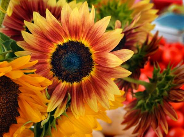 Flowers