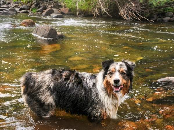 Dog Friendly Guide to Highlands, NC