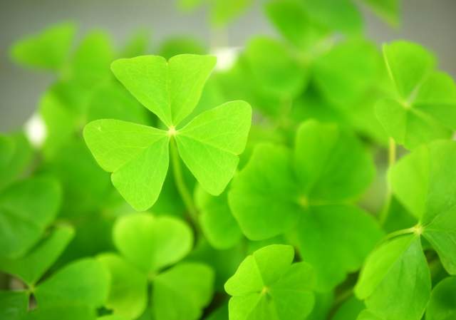 Dave's Fresh Marketplace: Dave's Own Lucky Clover