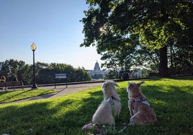 Your Dog-Friendly Guide To Providence, RI