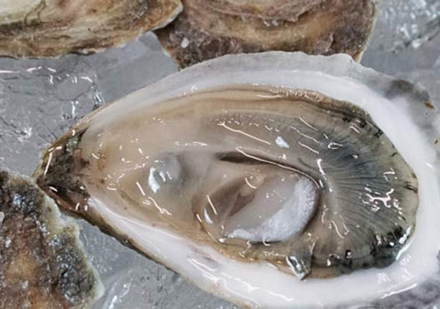 Celebrate National Oyster Day in Providence and Beyond