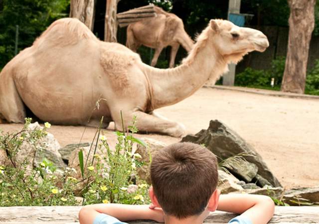 PVD POV: Inside the Zoo: A Conversation with Executive Director Stacey Johnson