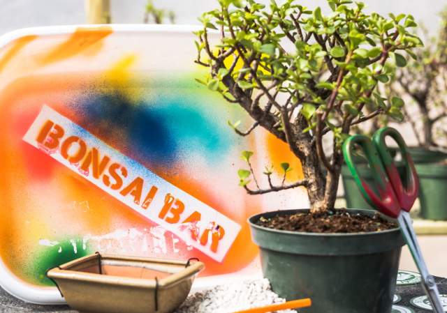 Bonsai Workshop at Long Live Beerworks