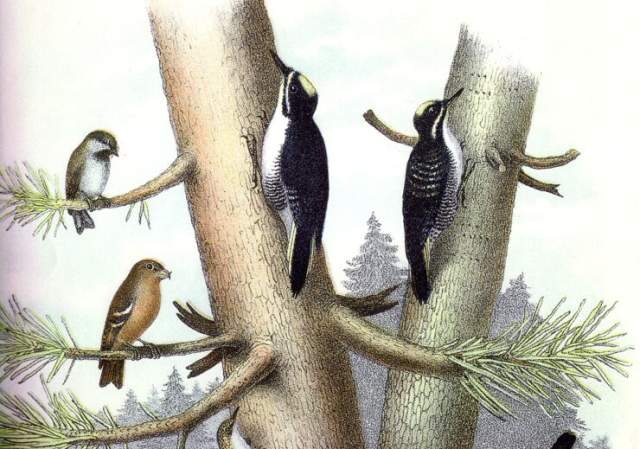 Feed the Birds!