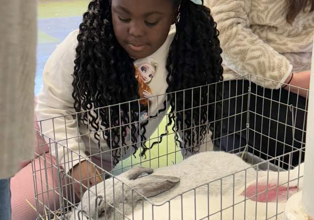 Hug A Bunny at Providence Children's Museum