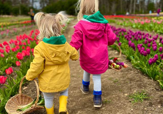 Wicked Tulips Flower Farm
