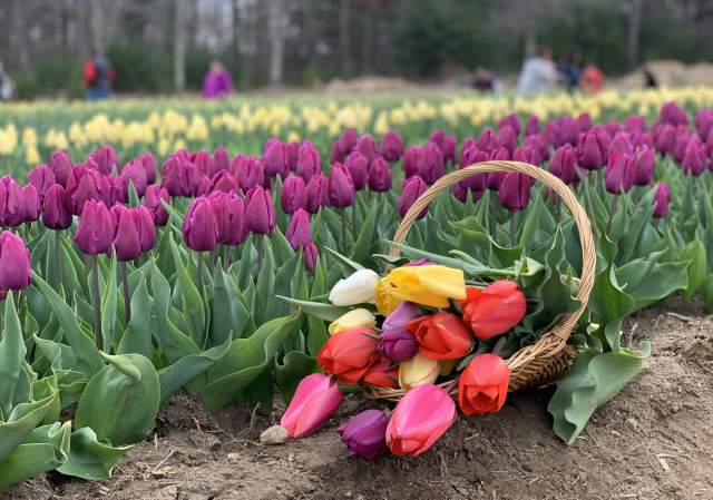 Wicked Tulips Flower Farm