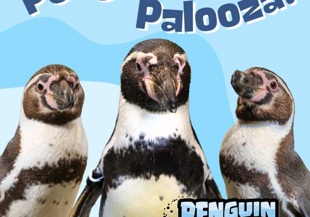 Penguin Palooza