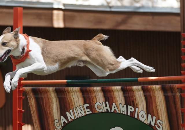 Canine Champions for Conservation