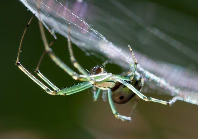 Bank of America Free Family Fun Day - October Spooky Critters